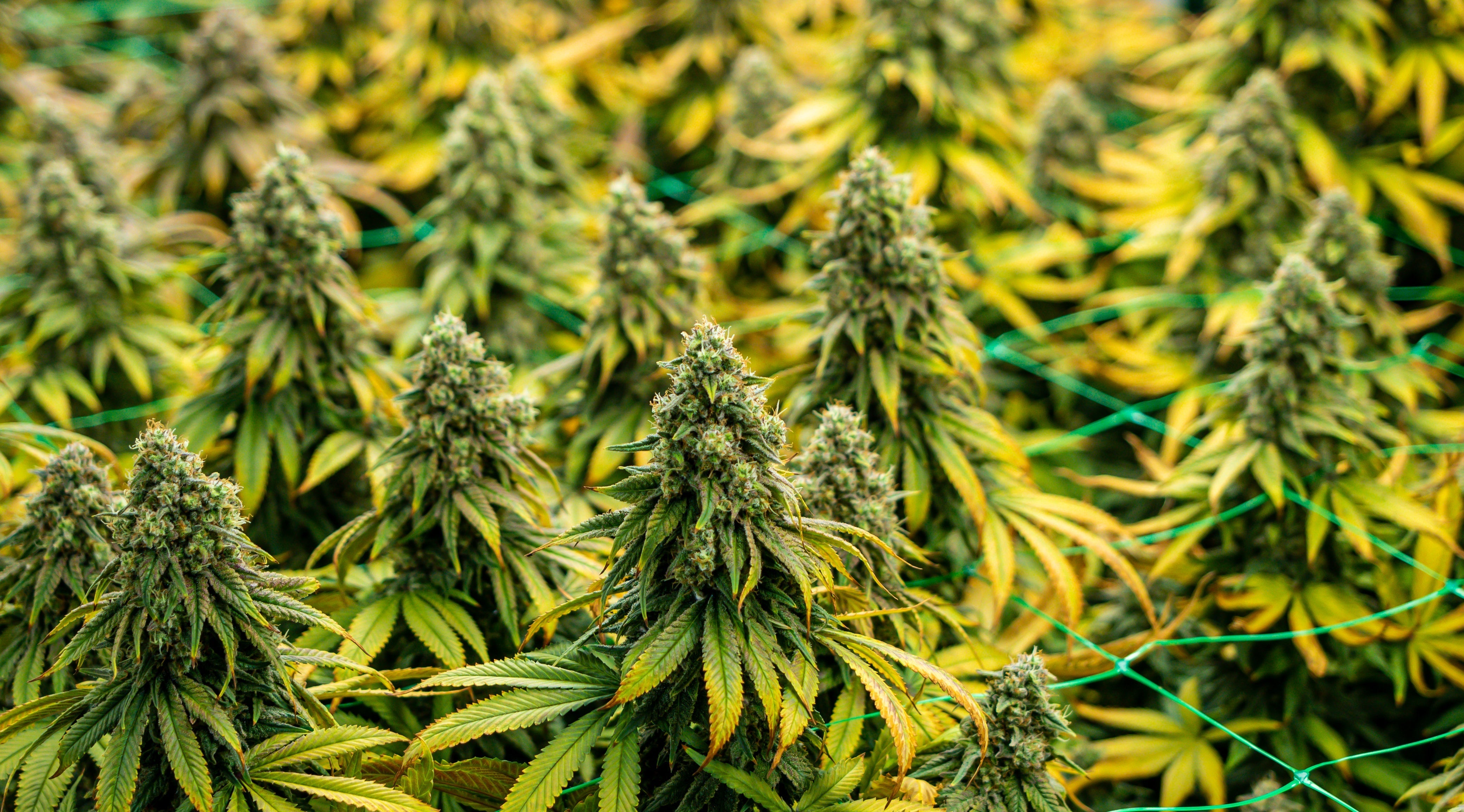Delta 8 THC Flower Wholesale Guide