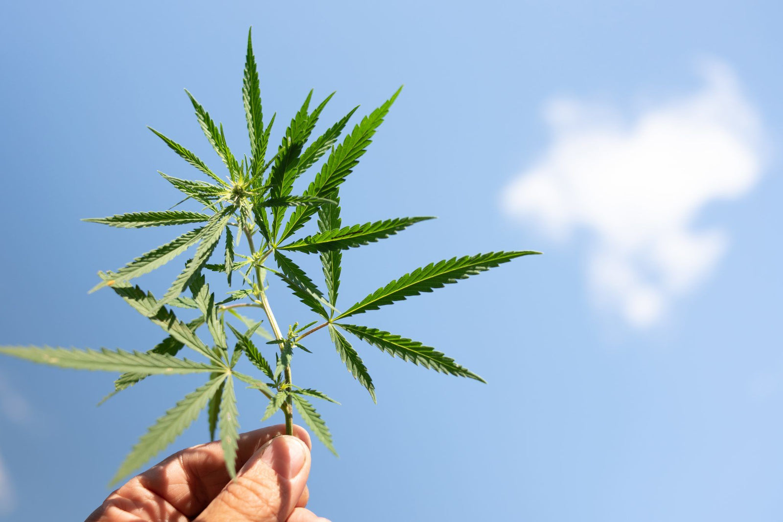 A Simple Guide to CBD Terminology
