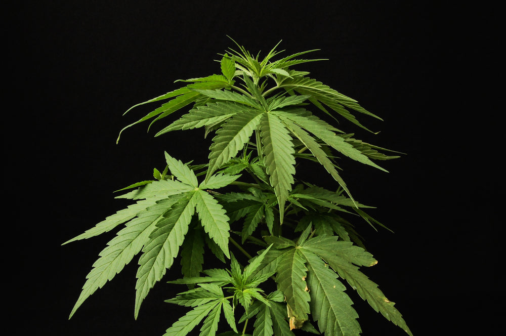 Bubba Kush THC Level vs. Bubba OG THC Level: What's Higher?