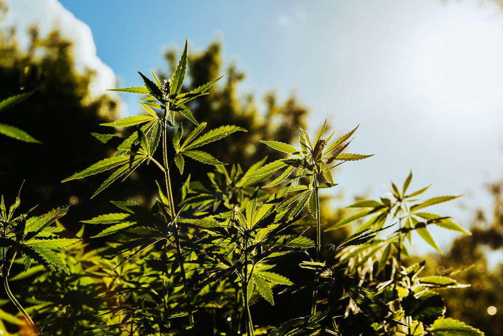 Can You Mix Weed Strains? The Best Strains to Mix for All Experiences