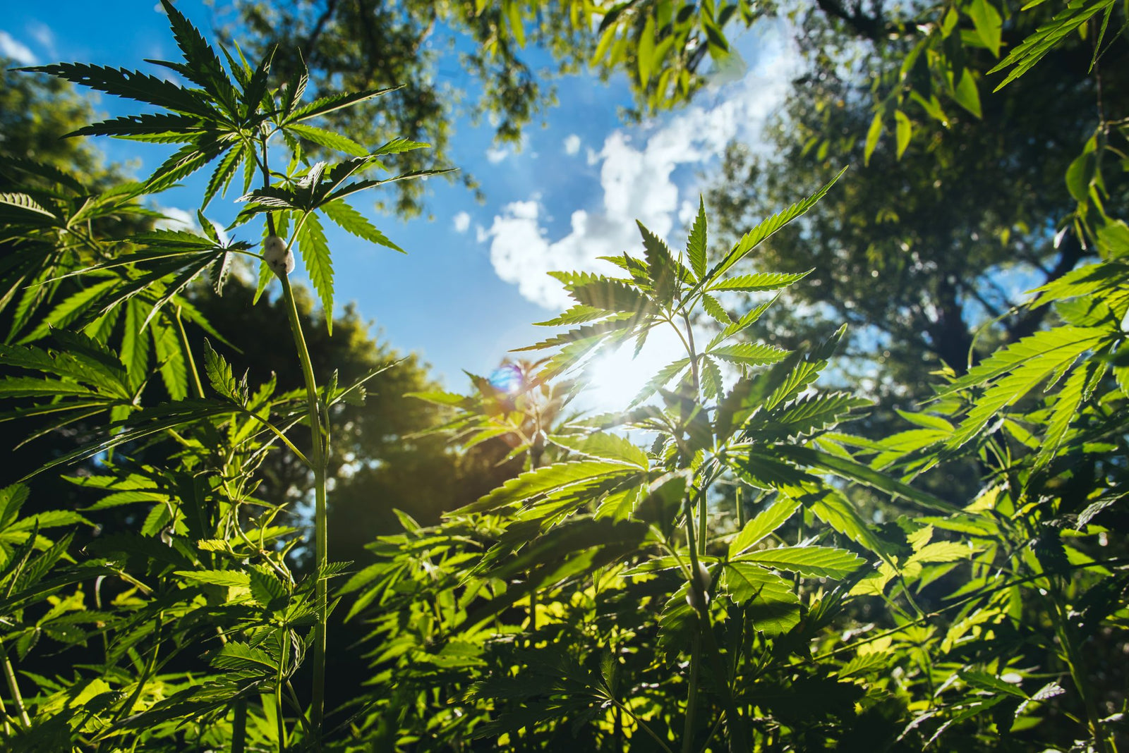 Why Choose U.S. Grown Hemp for CBD?