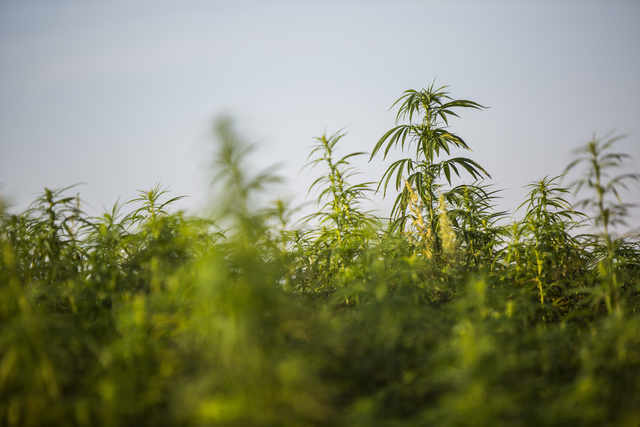 A Comprehensive History of Hemp