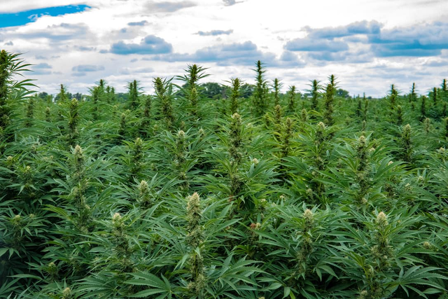 Does CBD Come In Different Strains?