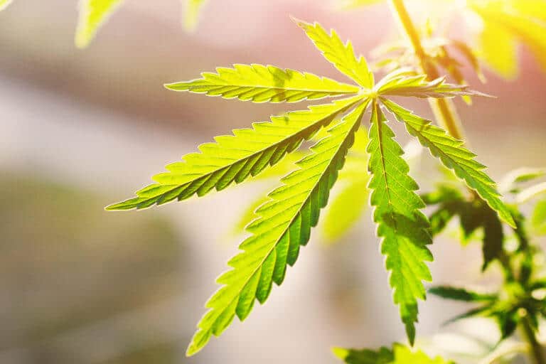 CBD vs. CBG: What’s the Difference?