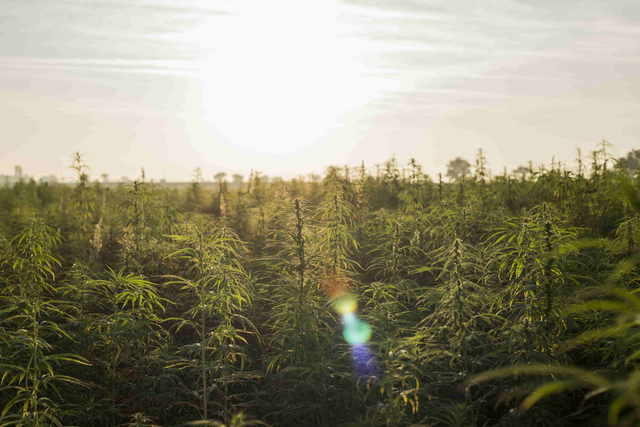 What Is Hemp Plastic?