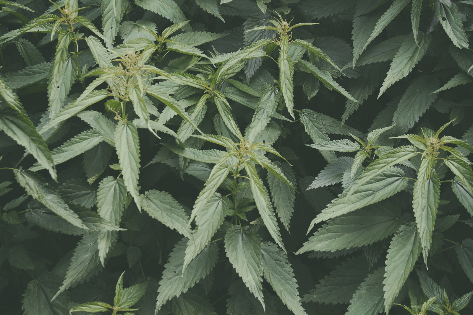 What Plants are Related to Cannabis (and Do They Have Benefits)?