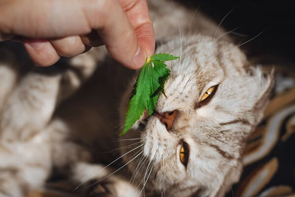 Types of CBD Products for Pets