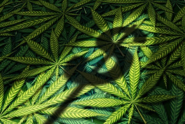 How to Buy CBD on a Budget
