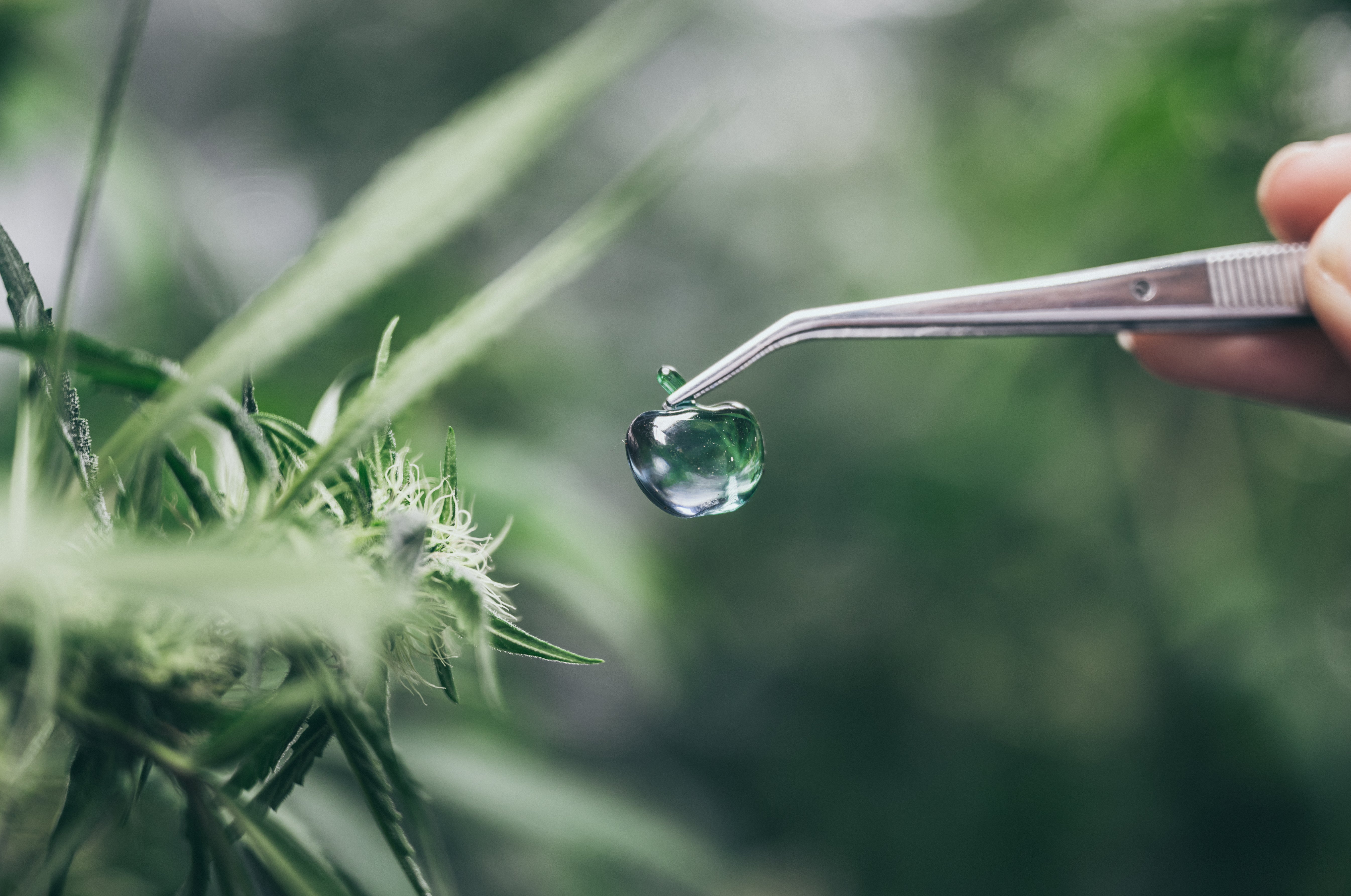 Best Way to Extract THC from Weed