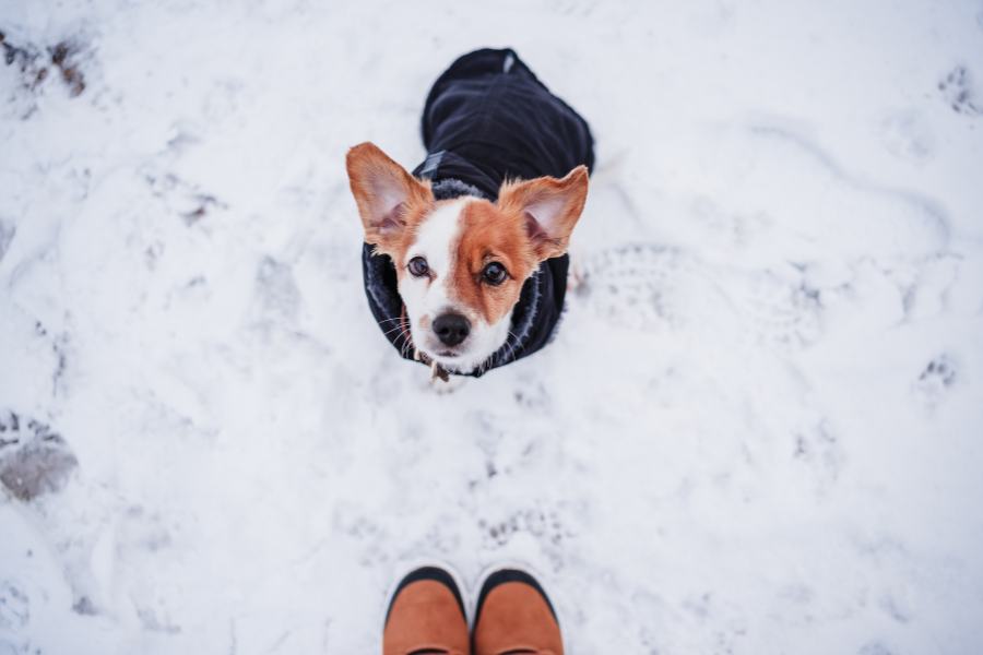 Winter's Tough on Pets – Here's How CBD Helps Them Stay Moving