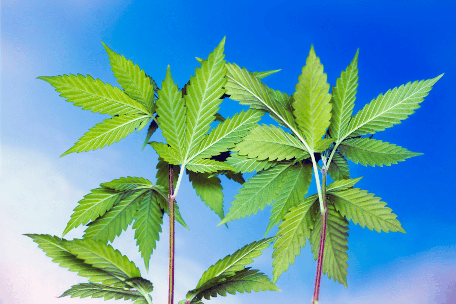 What Parts of the Hemp Plant Are Used to Make CBD Oil?