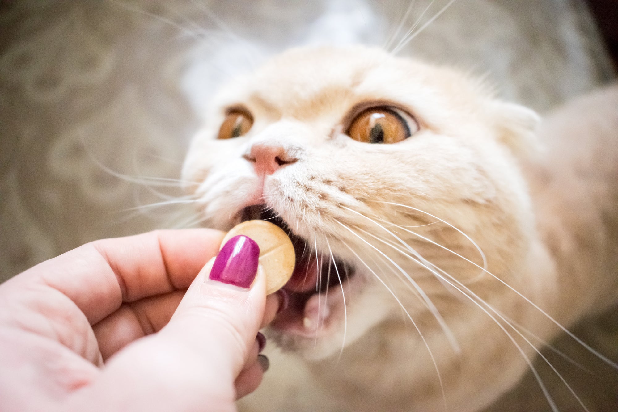 Top 6 CBD Cat Treats for Feline Wellness in 2024