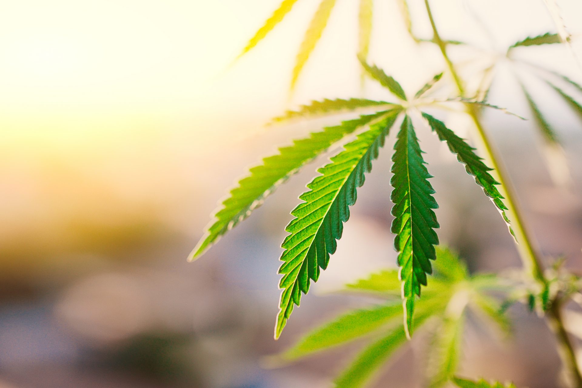 What is CBG Oil? And How is it Different from CBD?