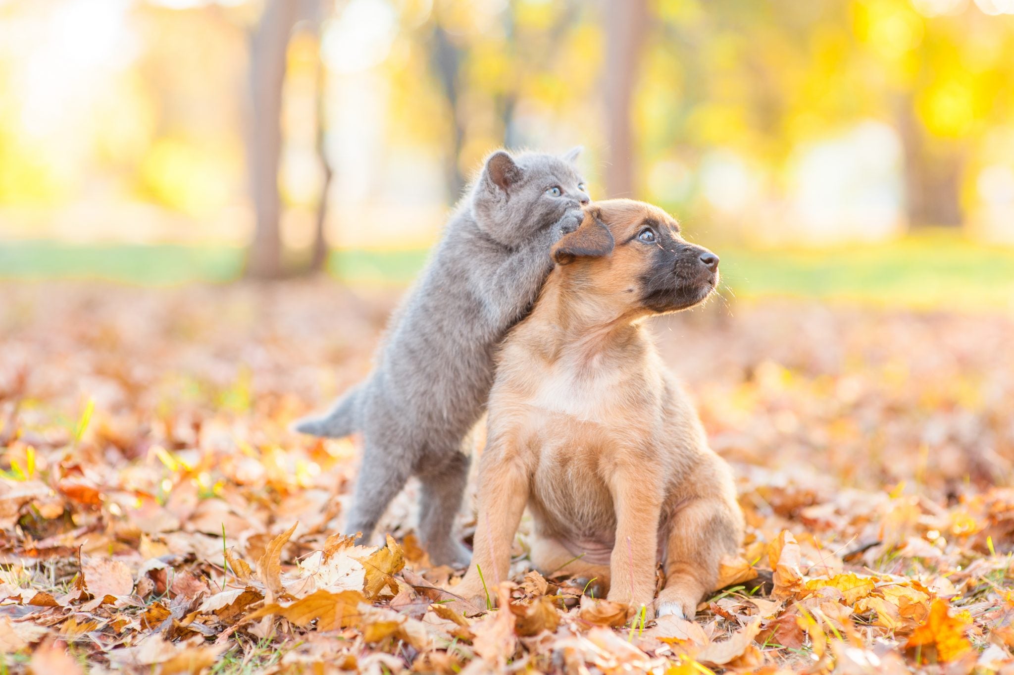 Where Are America’s Biggest Pet Lovers?