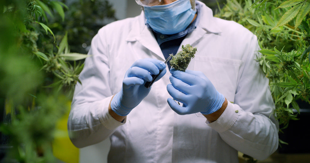 Does Hemp Flower Have THC?