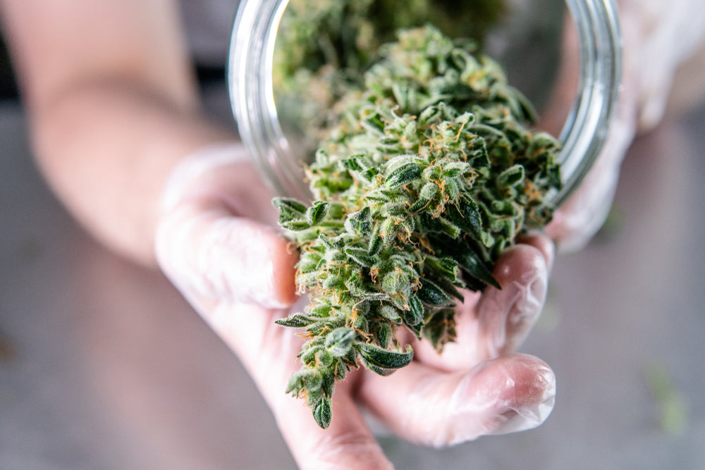 Does Weed Lose THC When It Dries Out?