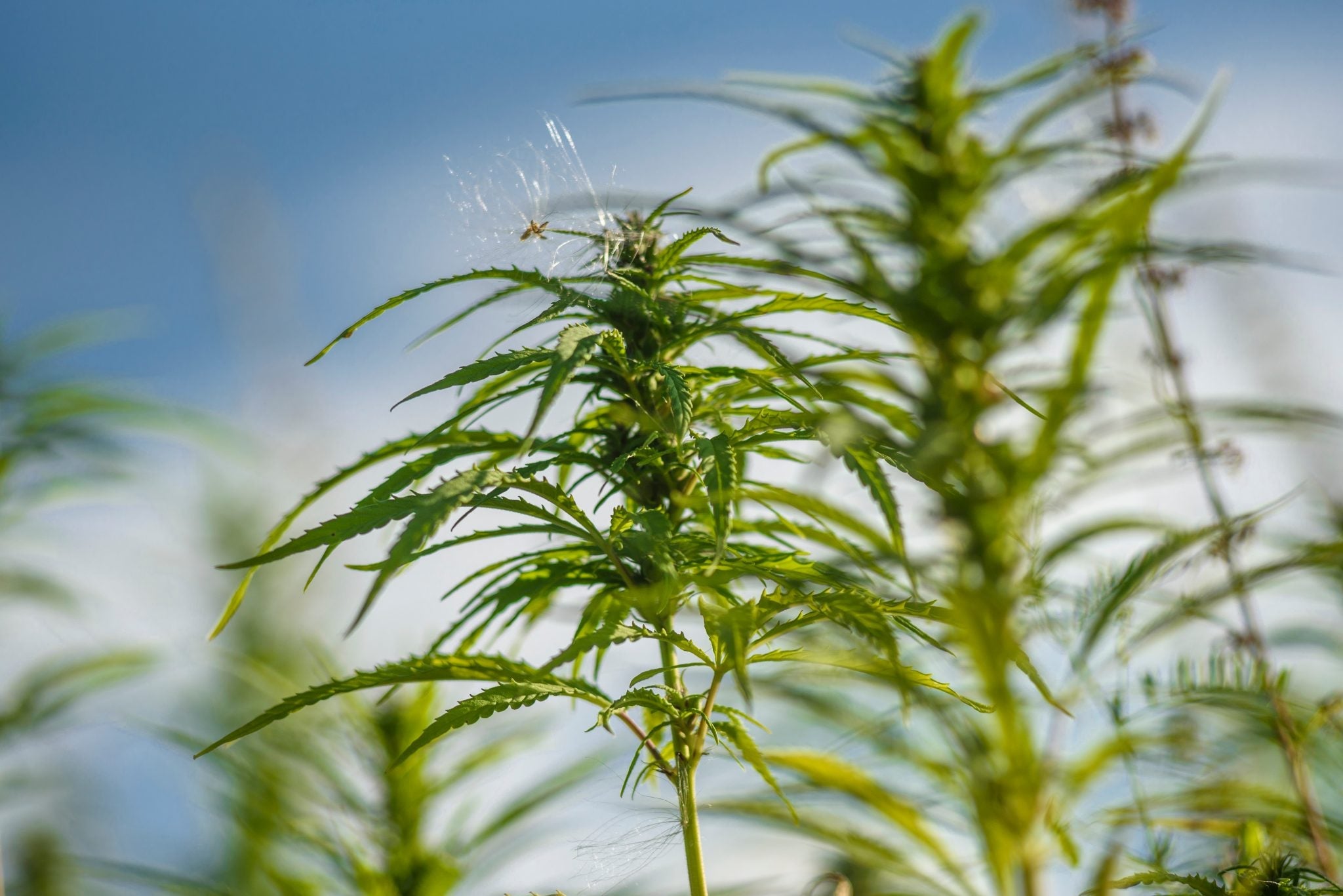 Anatomy of a Hemp Plant 1