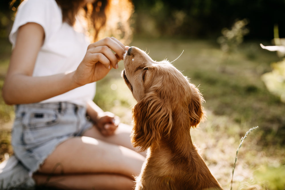 Are Dog THC Treats Safe for Your Pet?