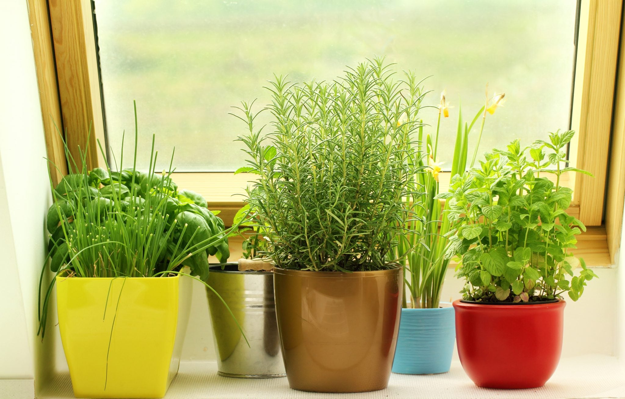 10 Easy (and Edible) Plants to Grow without a Garden