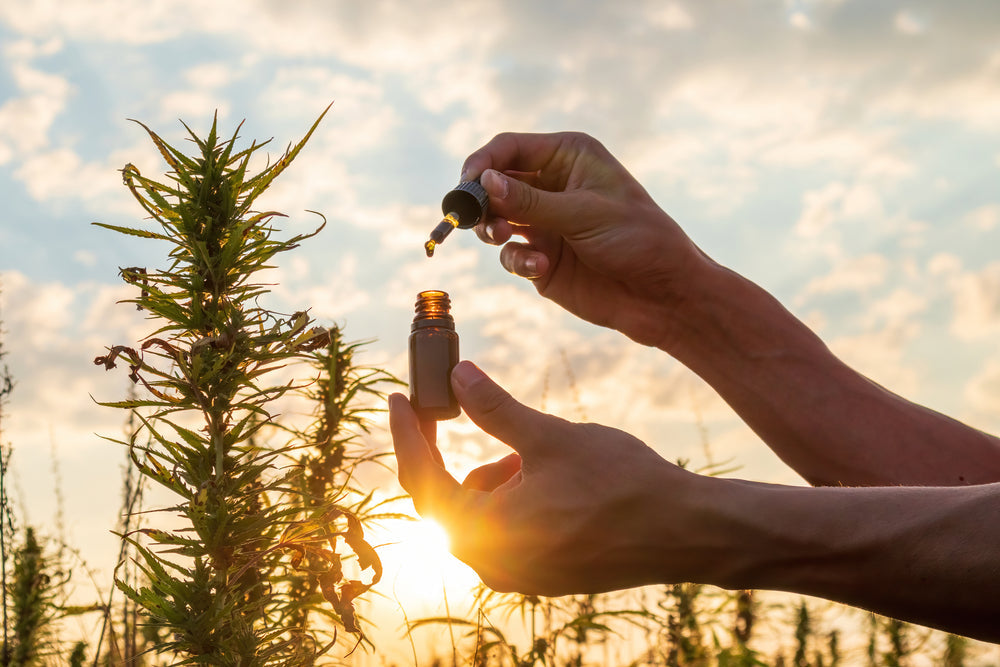 How Is THC Metabolized?