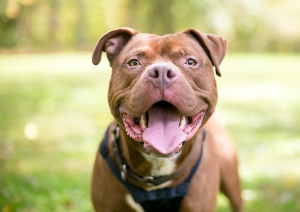 Is THC Toxic to Dogs?