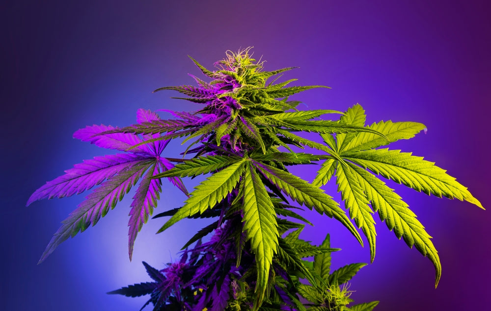 Do-Si-Do (aka Dosido): Everything You Need to Know about this Soothing Weed Strain