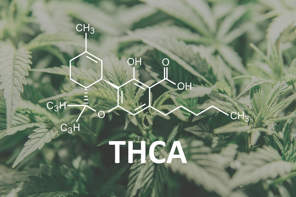 The CBD and THC Difference: How Does CBD Differ from THC?