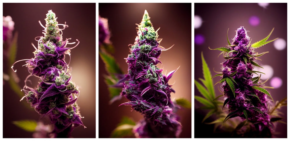 The Ultimate Guide to Colorful Weed Strains