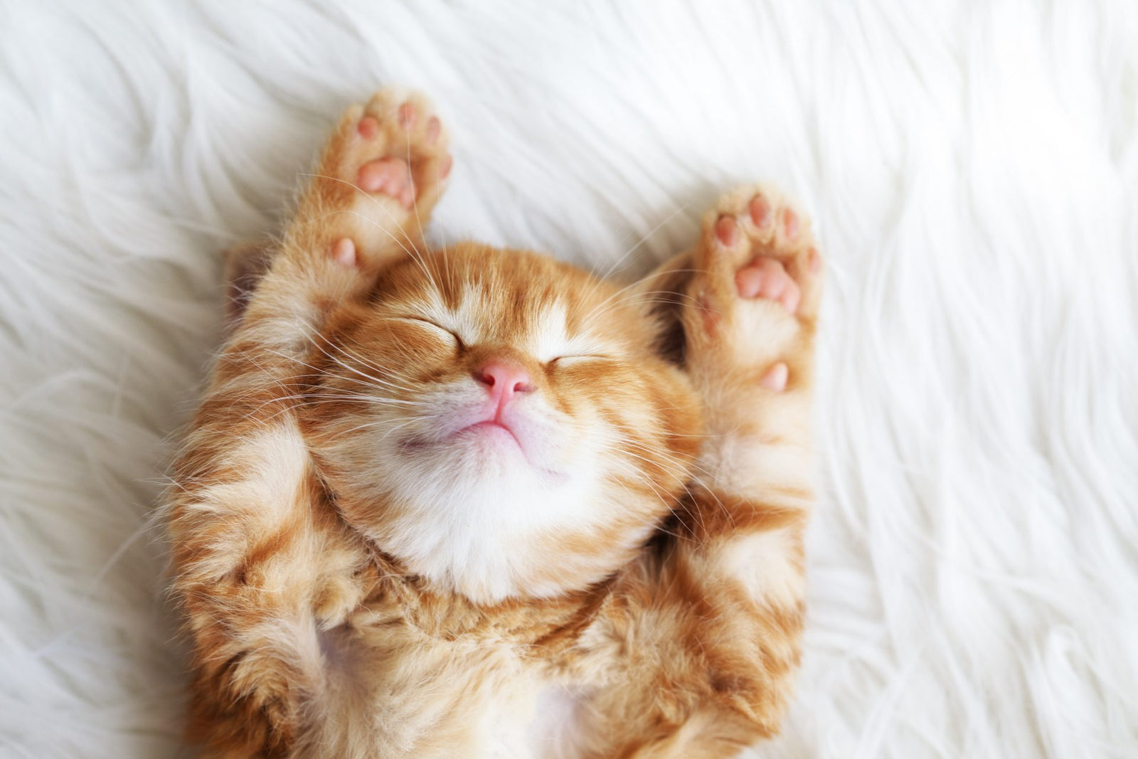 Top CBD Cat Treats - Joy Organics