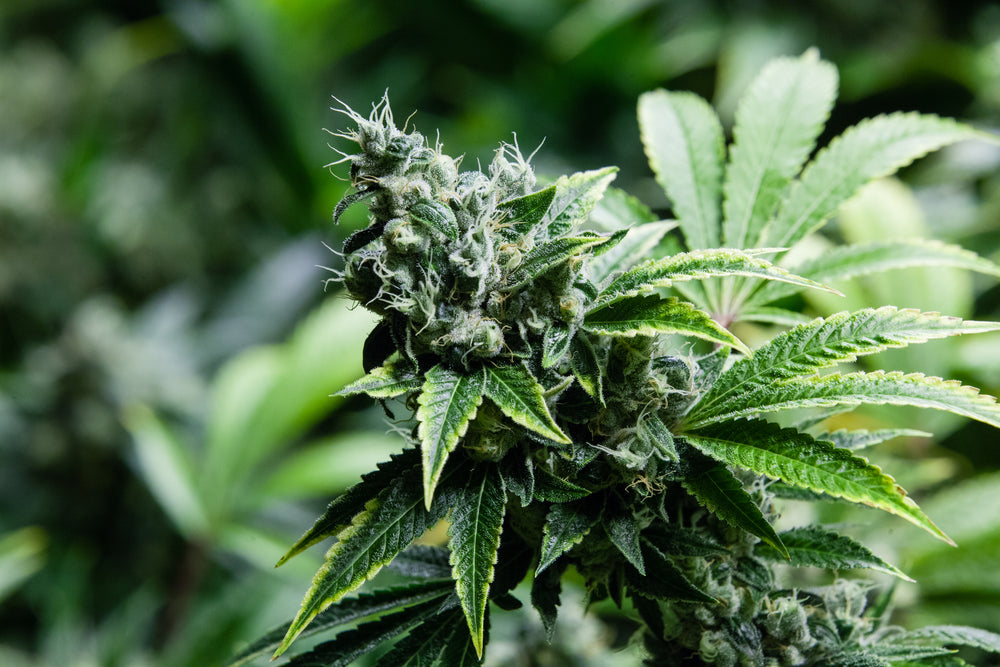Bright vs. Dark: Green Weed Names for the Earthiest Marijuana Buds