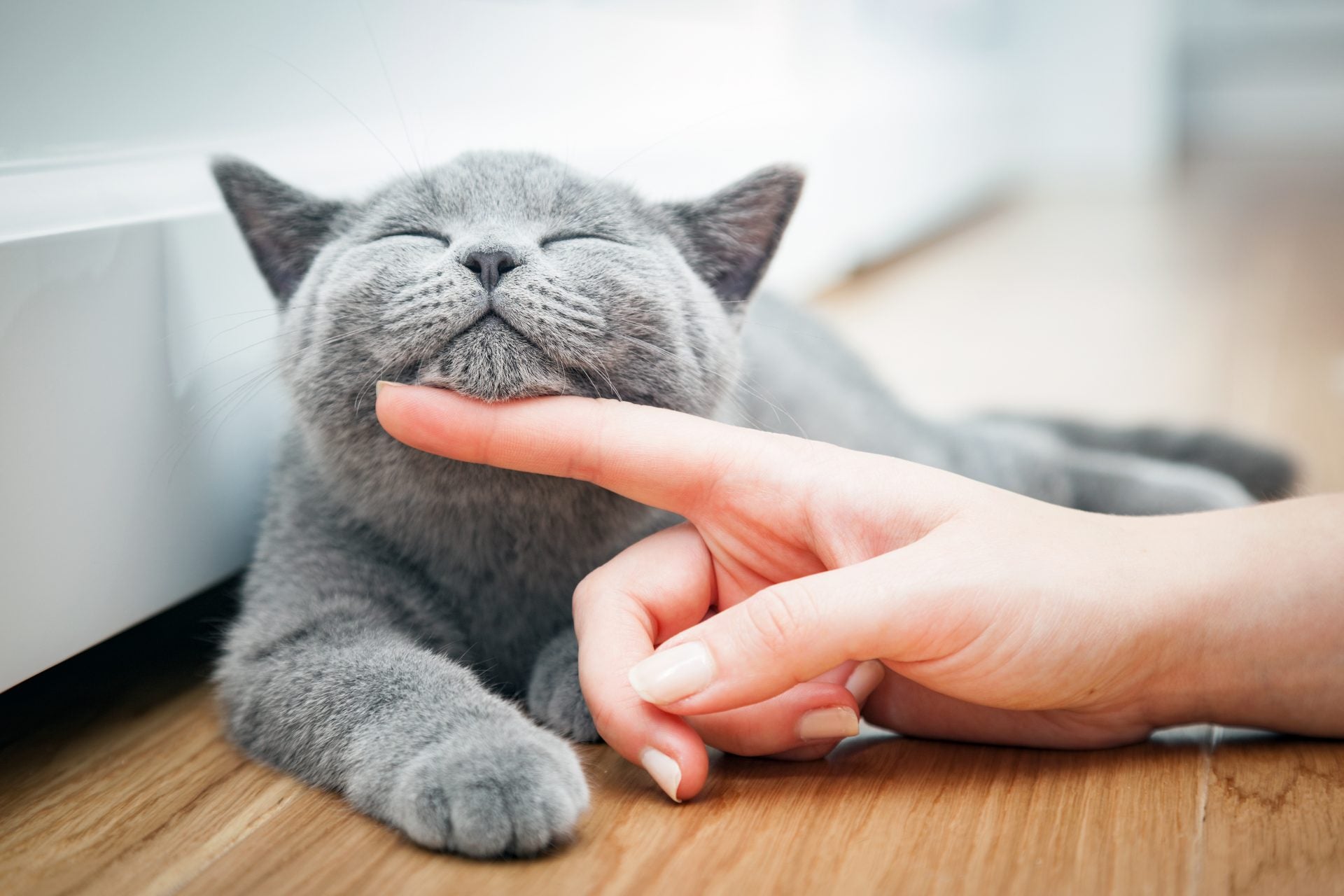 CBD for Cats: The Ultimate Guide