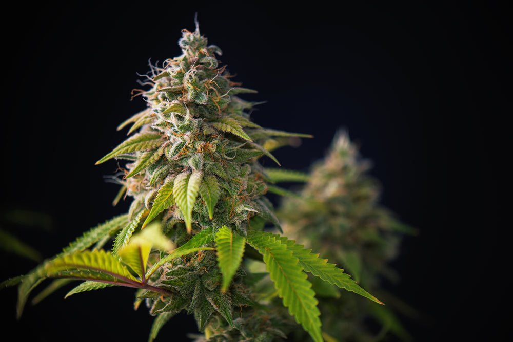 High THC Indica Strains to Optimize the Relaxing Effects of Cannabis