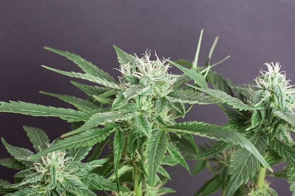 What are Trichomes?