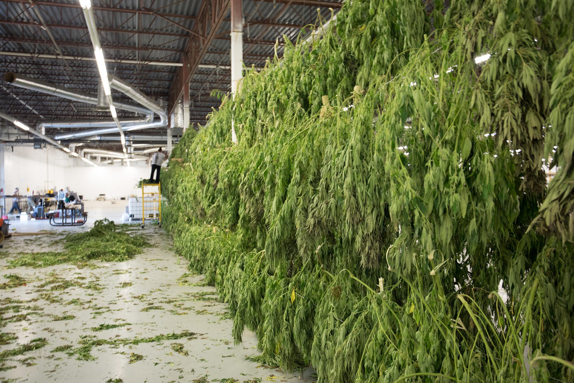 The Ultimate Guide to CO2 Extraction
